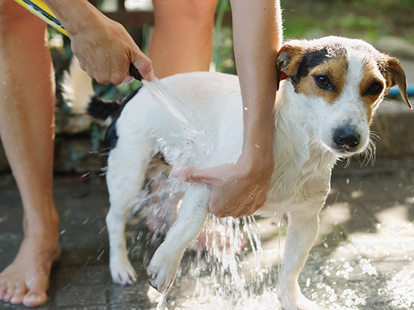 ワンズハウス　犬用の足洗い用 外水栓